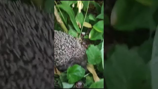 ёж в городе! смотреть онлайн