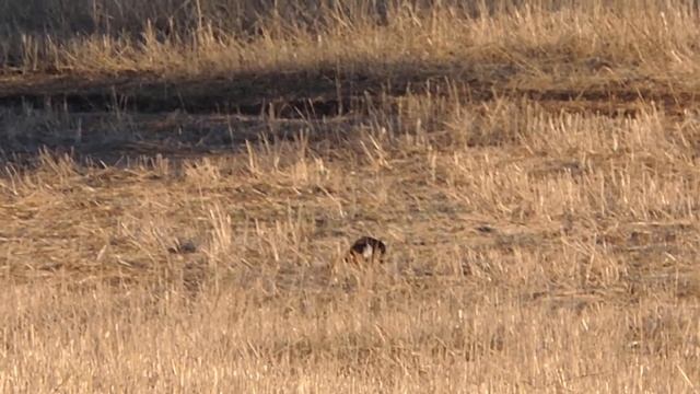 Фазан смотреть онлайн