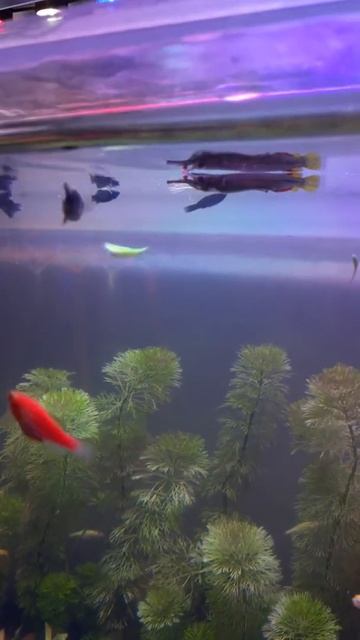 Peixe agulhinha guardando a janta смотреть онлайн