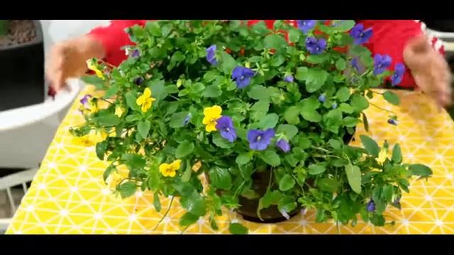冬天寒風蕭蕭，但是這幾種花草還在迎風而上，生機勃勃 смотреть онлайн