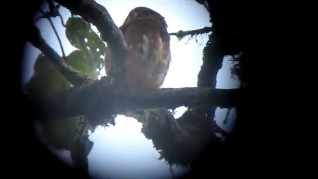 Cloud-forest Pygmy Owl смотреть онлайн