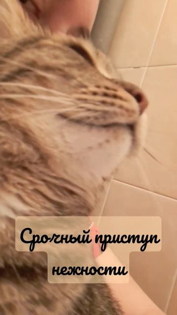 Срочно! Нужна ласка! смотреть онлайн