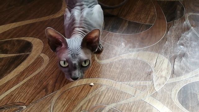 Кабачок!!! Дай ещё!