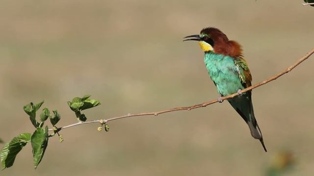 Arı Kuşu (Merops Apiaster - Rainbow Bee-eater)