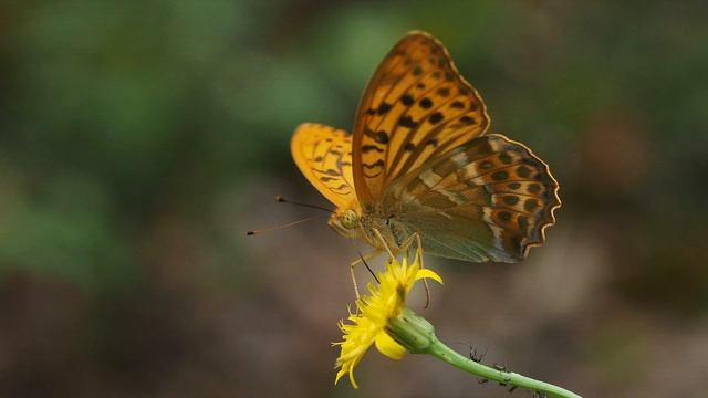 motyl dostojka malinowiec ( Argynnis paphia; Silver-washed Fritillary ) смотреть онлайн