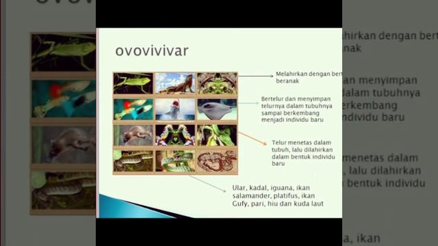 PERKEMBANGBIAKAN HEWAN смотреть онлайн
