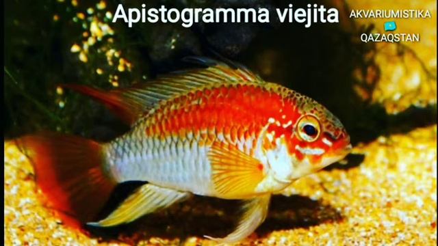 Апистограмма виды смотреть онлайн