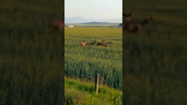 Deer Family смотреть онлайн