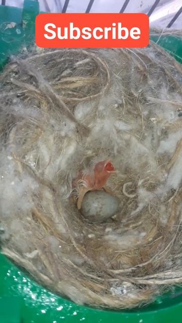 Baby canary #shorts смотреть онлайн