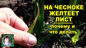 Уход за чесноком весной  Почему у чеснока желтеет лист и что делать
