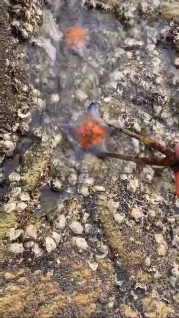 Sea Animal Catching | Deep Sea Octopus, Crabs, Fishes, Lobsters - #Short #Video #154 смотреть онлайн