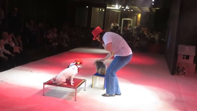 Собака поёт под гармошку смотреть онлайн