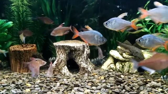 Salmler смотреть онлайн