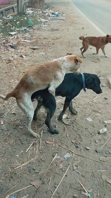 xxx video dog's girl смотреть онлайн
