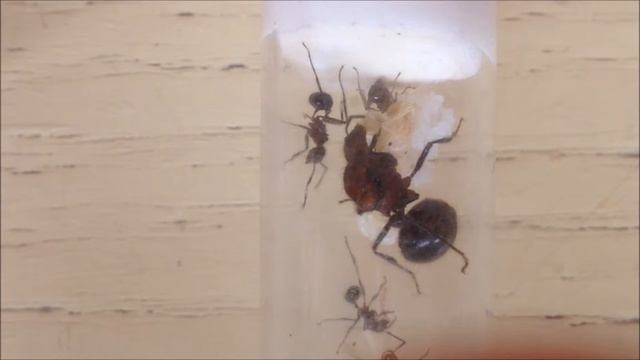 Myrmicaria Brunnea 20151128b смотреть онлайн