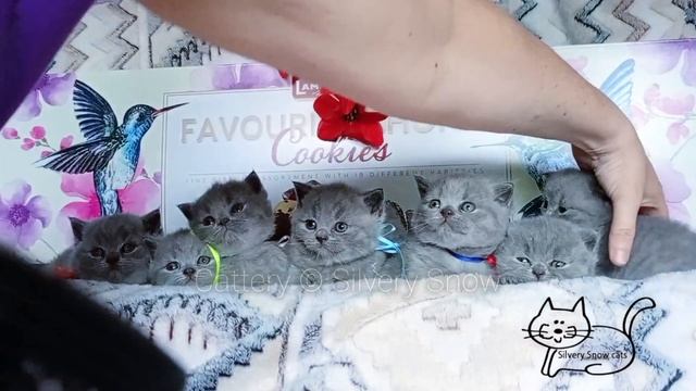 Дефиле британских котят голубого окраса. Дата рождения 24.05.2024. ведем запись желающих смотреть онлайн