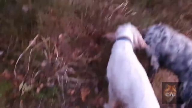 Алиса Лиса-Alice the Fox (Собаки В Лесу) смотреть онлайн