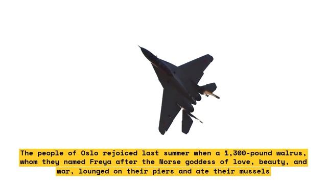 Freya, Walrus Deceased by Norwegians, Honored with Sculpture смотреть онлайн