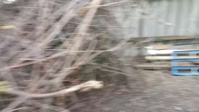Кролики - это не только... 42 серия (02.06.2022). Кролики сами себе заготавливают сено. смотреть онлайн