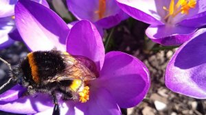 Весной природа оживает  *    Мой сад ,   Первоцветы  *