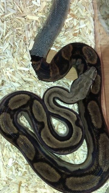 Central American motley boa shedding смотреть онлайн