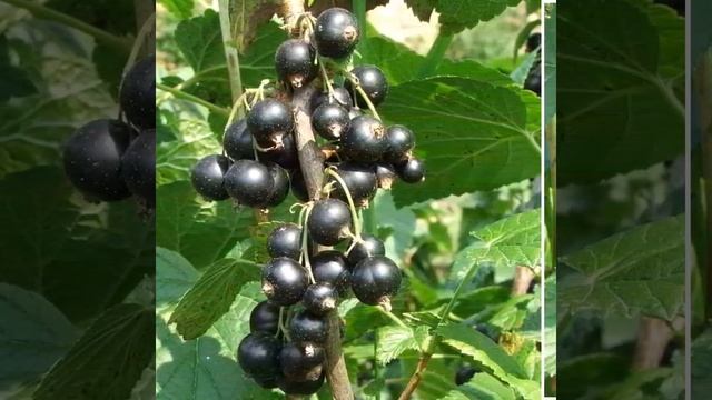 Blackcurrant. смотреть онлайн