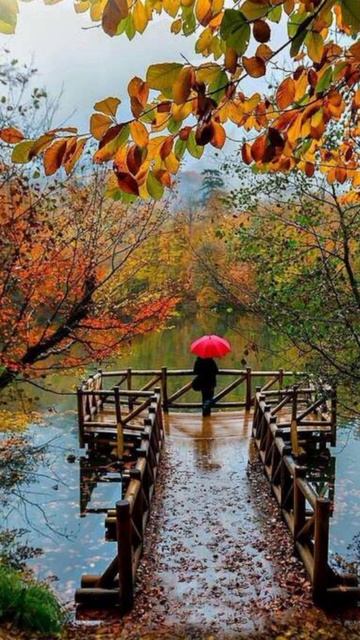 стихотворение не остаться лету с нами смотреть онлайн