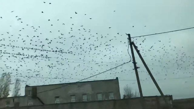 Нашествие скворцов(мурмурация) смотреть онлайн