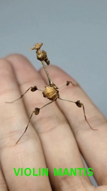 Violin Mantis - Gongylus gongylodes смотреть онлайн