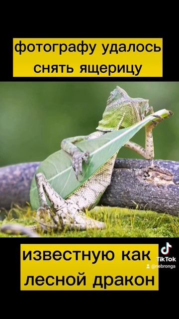 МОДЕЛЬ ХВОСТАТАЯ ПОЗИРУЕТ ДЛЯ ЖУРНАЛА ГОЛУБОЙ ОГОНЕК 23 #shorts смотреть онлайн