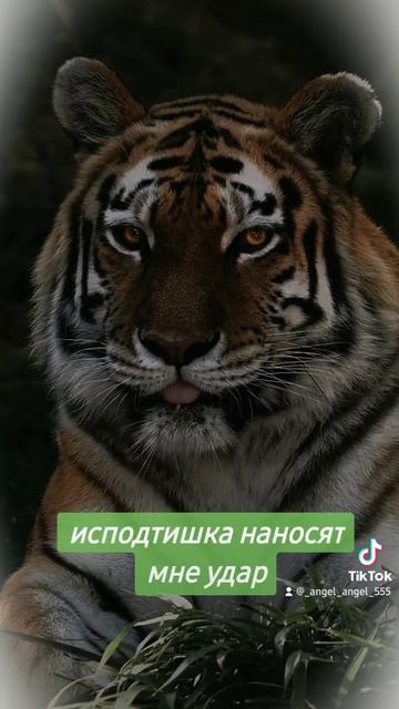 тигр смотреть онлайн