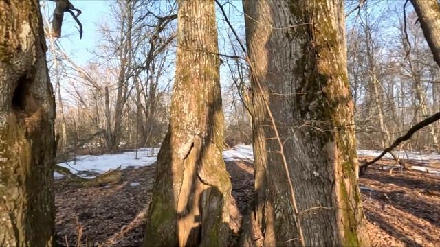 Покинутая д. Тягловщина и усадьба Хмелевичи. смотреть онлайн