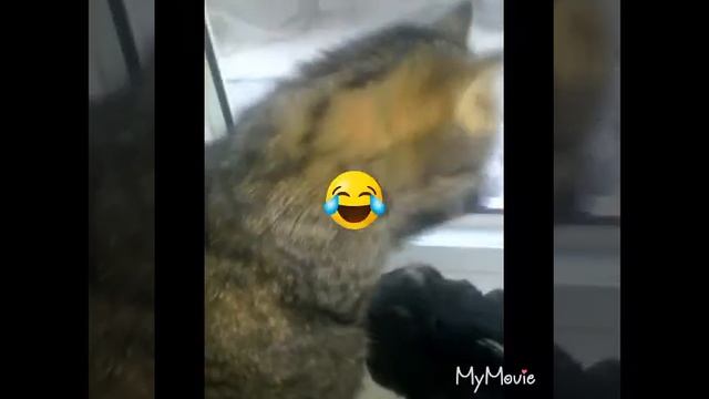 Каждая кошка такая!🐈🐈🐈🐱🐱🐱 смотреть онлайн