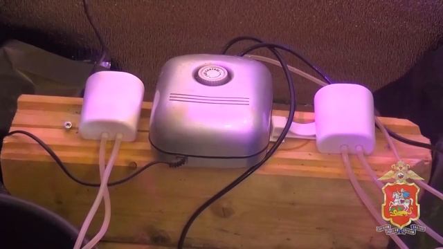 В Дмитровском г.о. полицейские задержали мужчину, который выращивал коноплю смотреть онлайн