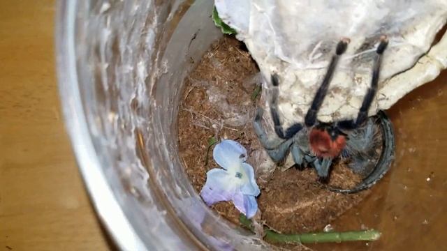 Tarantula Tour Part 2 2019 смотреть онлайн