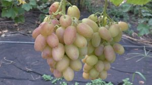 Фаберже 2023. Первые впечатления самые положительные!