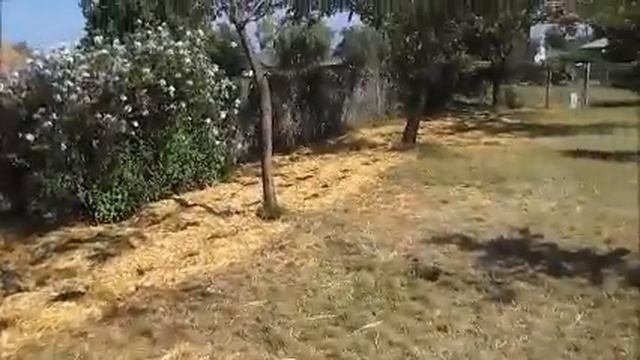 Southern California Home Garden Video 19 Pumpkins Pumpkin Tomatoes Tomato June 16 2016 смотреть онлайн