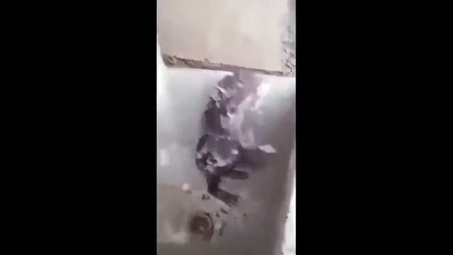 Крыса поёт смотреть онлайн