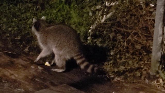 Raccoon "Tiny Tim" & a Possum at the Breakfast Table.. смотреть онлайн