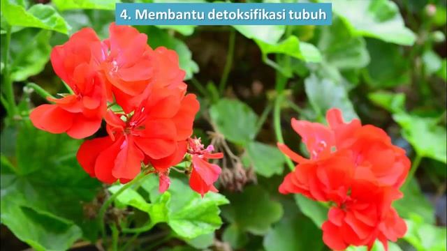Manfaat Bunga Geranium untuk Kesehatan смотреть онлайн