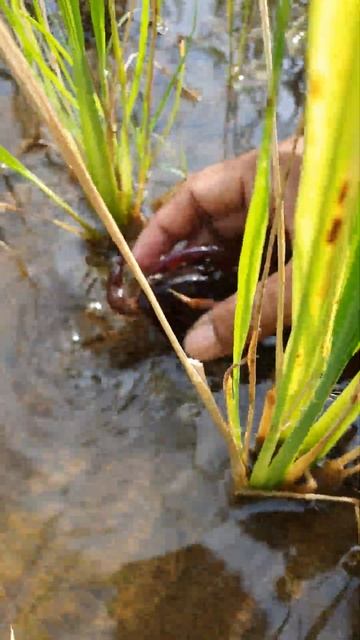 What the crab running in the fresh water - crabs caught in the field | #crab #aquaculture #fish смотреть онлайн