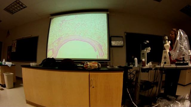 HISTOLOGY Cardiovascular & Respiratory part 2 смотреть онлайн