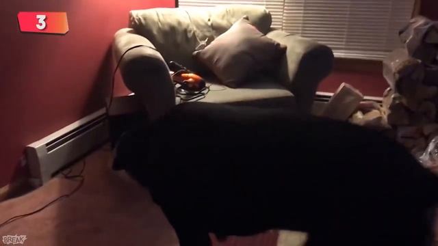 Подборка #003 | Midweek Break Dogs Vs The World смотреть онлайн