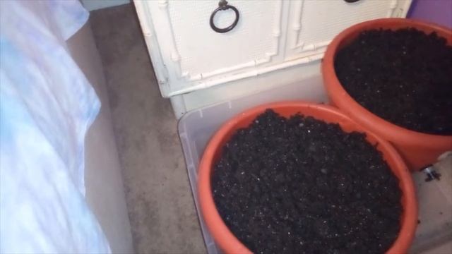 HEY! WATCH ME START AN INDOOR GARDEN PART 1~MELISSA KAY смотреть онлайн