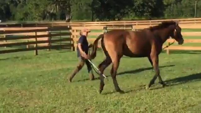 Training Baby Vander смотреть онлайн