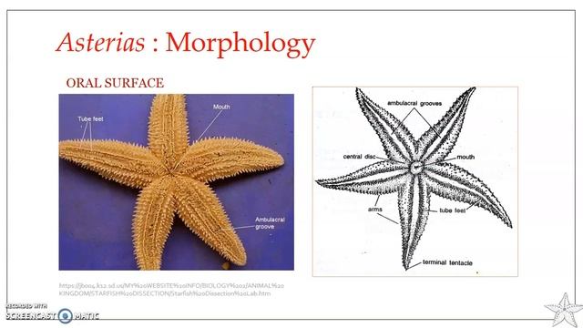 Asterias rubens : Star fish - Morphology смотреть онлайн