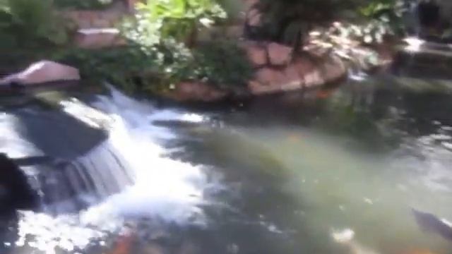 золотые рыбки! Las Vegas 2013 смотреть онлайн