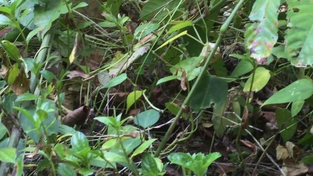 コシロウラナミシジミ / Jamides celeno　マレーシア・ダタイ地区 Datai Langkawi Malaysia　2016/02/28 butterfly of Malaysia смотреть онлайн