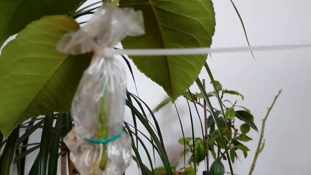 Inmultirea lamaiului altoit ! смотреть онлайн