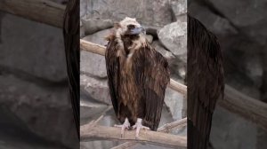 Стервятник песня